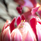 Erika Winters Estella French Cut Pink Sapphire Bar Studs